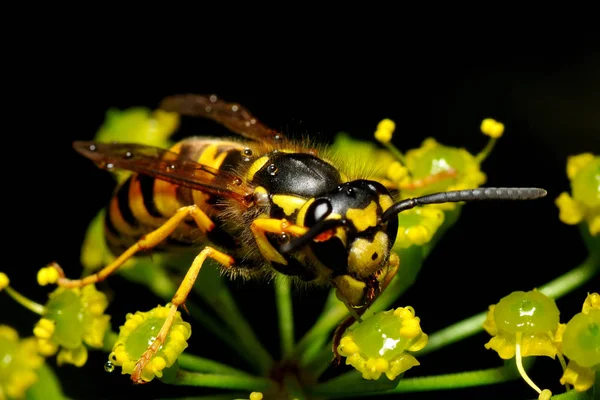 Nahaufnahme Von Wespeninsekten Makroaufnahme — Stockfoto