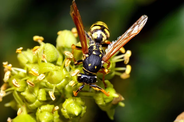 Detailní Pohled Vosí Hmyz Makro Záběru — Stock fotografie