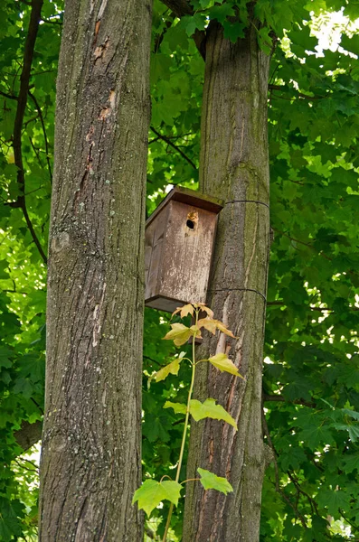 Vogelhaus Zwischen Zwei Bäumen Deutschem Park — Stockfoto