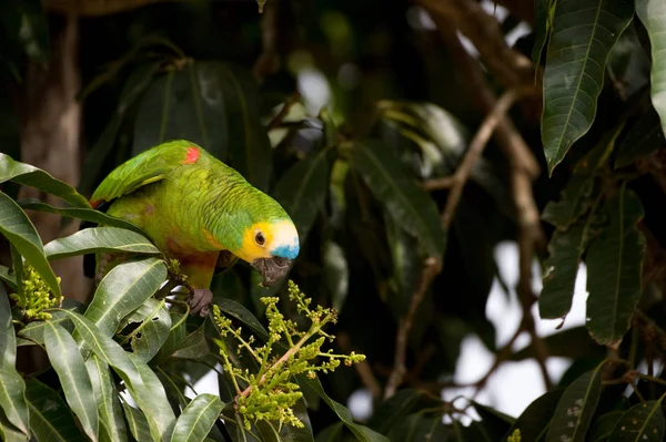 Modrovlasý Amazonský Papoušek Pojídající Stromě — Stock fotografie
