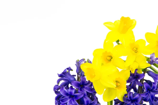 Färgglada Hyacinter Och Påskliljor Blommar Våren — Stockfoto