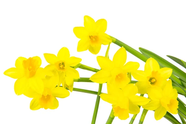 Bloeiende Narcissen Narcissen Het Voorjaar — Stockfoto