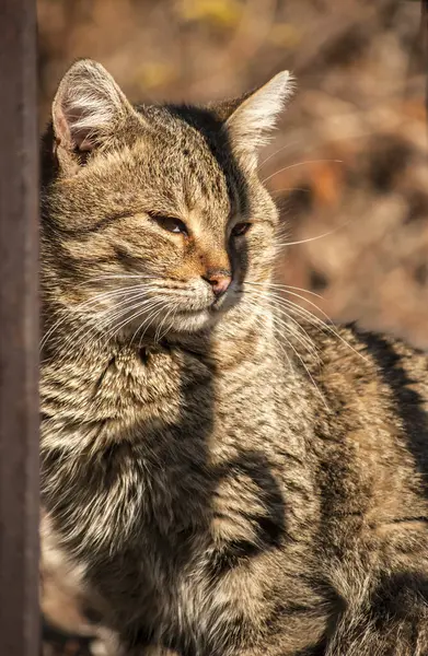 Tabby Gränd Katt Bakom Gamla Järn Trädgård Staket — Stockfoto