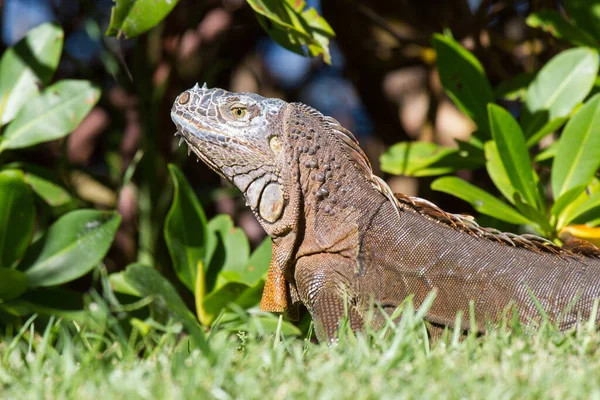 Vahşi Iguana Sürüngen Hayvanı — Stok fotoğraf