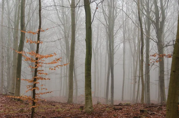 Mlha Bukovém Lese Zimě Bez Sněhu Listí — Stock fotografie