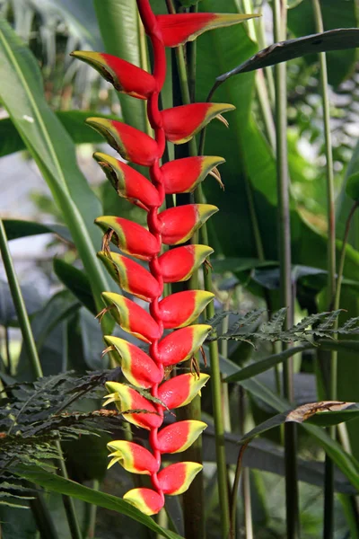 Heliconia Velutina Flor Loro —  Fotos de Stock