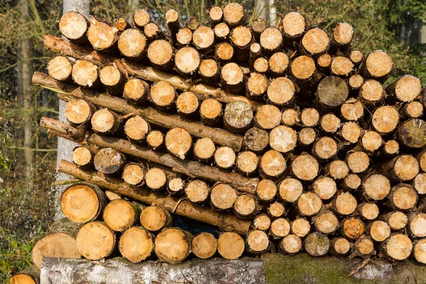 Firewood Woodpile Tree Timber — Stock Photo, Image