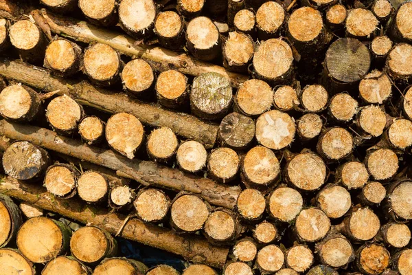 Firewood Woodpile Tree Timber — Stock Photo, Image