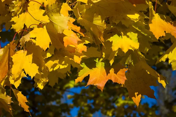 Maple Daun Kolomenskoye Taman Moskow — Stok Foto