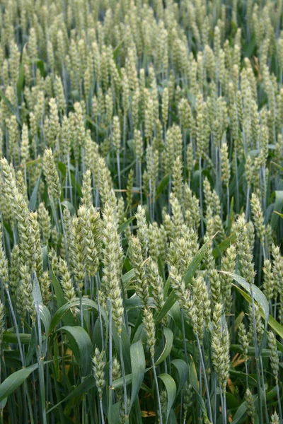 Weizen Auf Dem Feld — Stockfoto