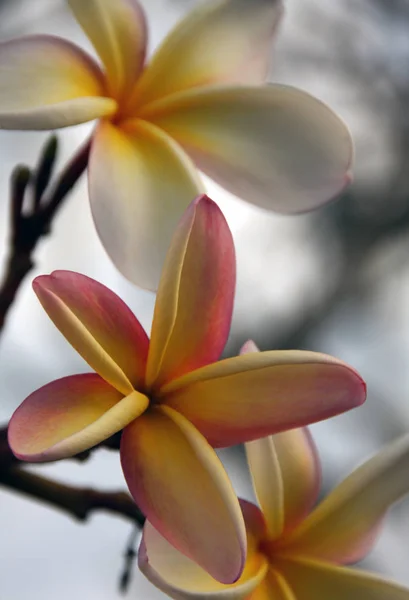 Frangipani Plumeria Лепестки Цветов — стоковое фото