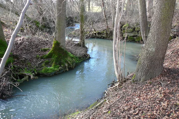 Romantisk Bäck Skogen — Stockfoto