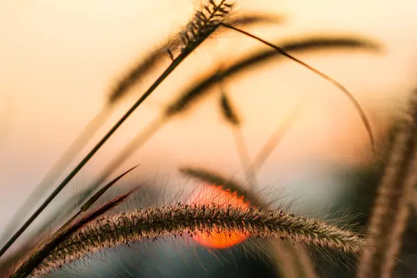 Bela Grama Flor Por Sol — Fotografia de Stock