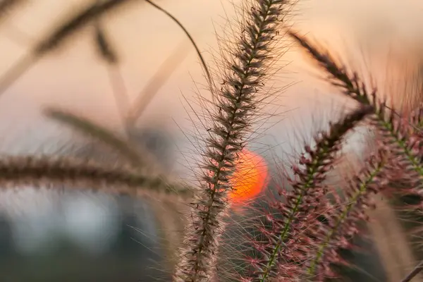Beautiful Flower Grass Sunset — Stock Photo, Image