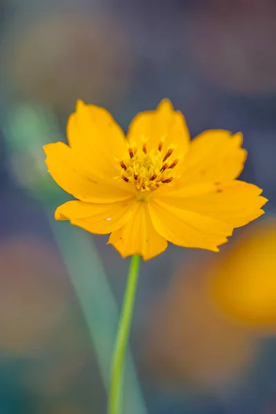 Hermosas Flores Cosmos Amarillas — Foto de Stock