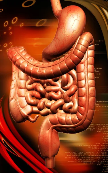 Digital Illustration Human Digestive System Colour Background — 图库照片