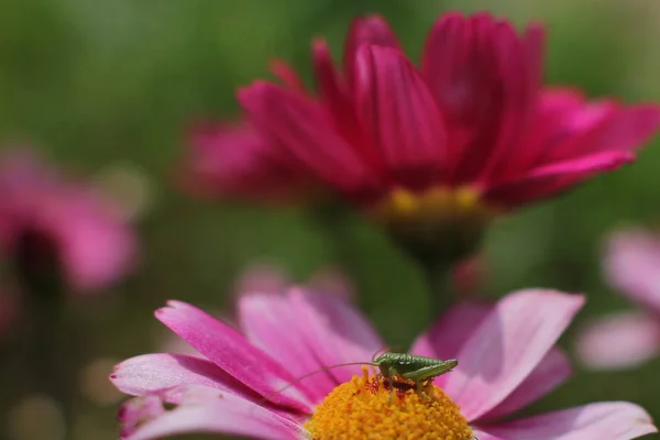 Bloemen Voor Elke Gelegenheid — Stockfoto