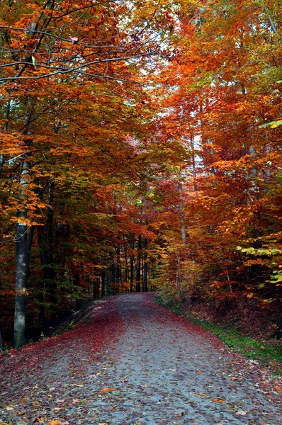 Feuilles Forêt Automne Flore Saison Automne — Photo