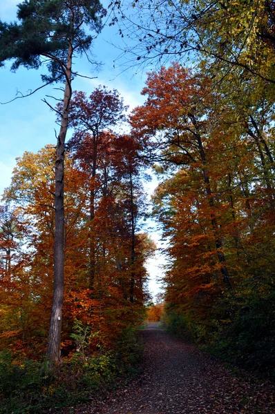 Scenic View Flora Wild Forest — Stock Photo, Image