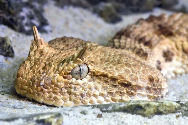 Cobra Perigosa Animal Víbora — Fotografia de Stock