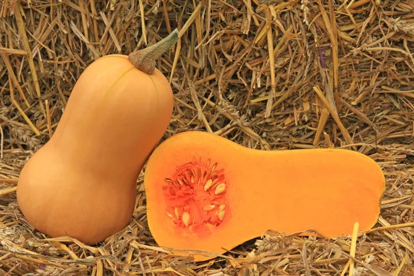 Calabaza Mantequilla Cucurbita Moschata —  Fotos de Stock