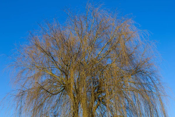 Naturflora Piletræs Grene - Stock-foto