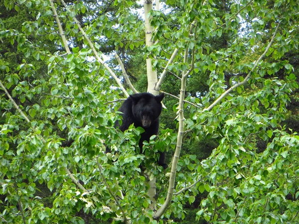 Μαύρη Αρκούδα Στο Δέντρο — Φωτογραφία Αρχείου