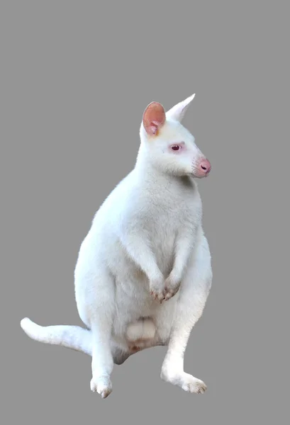 Albino Wallaby Geïsoleerd Witte Achtergrond — Stockfoto