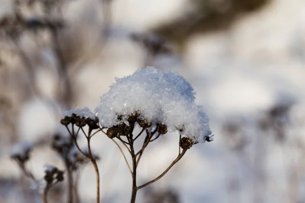 選択的焦点で雪に覆われた冷凍植物 — ストック写真