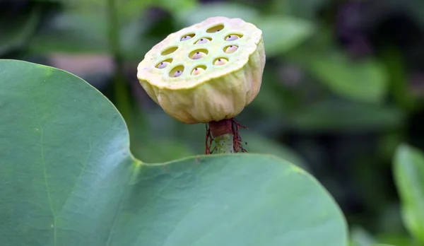 Vue Panoramique Sur Magnifique Lotus Coloré — Photo