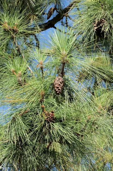 Brown Pine Cone Uma Árvore Com Folhas Verdes — Fotografia de Stock