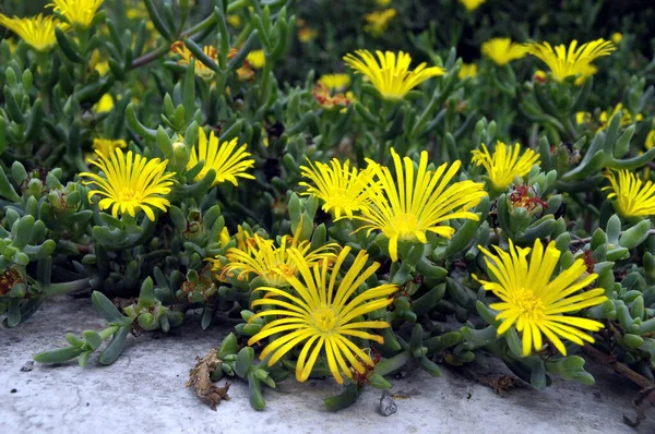 Sommige Zeer Gekleurde Bloemen Een Groene Tuin — Stockfoto