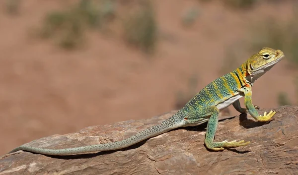 Djurvärld Ödlereptil — Stockfoto