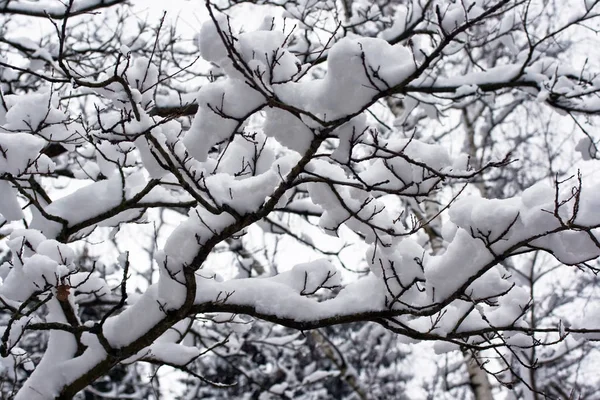 Χειμερινό Δάσος Δέντρα Χιονισμένο Τοπίο Από Ξύλο — Φωτογραφία Αρχείου