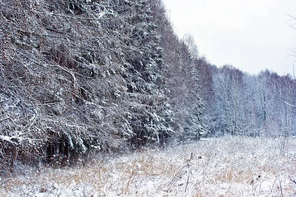 Floresta Inverno Com Árvores Paisagem Madeira Coberta Neve — Fotografia de Stock