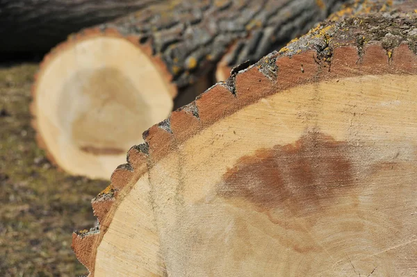Dřevěné Palivové Dříví Dřevěné Klády — Stock fotografie