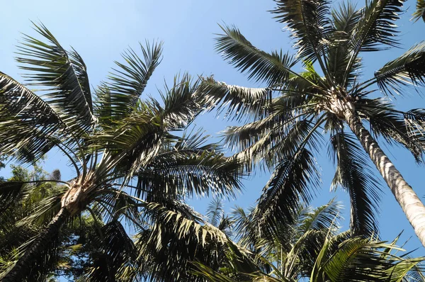 Palm Trees Tenerife Canary Islands Spain — Stock Photo, Image