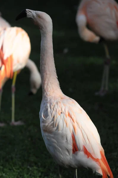 Flamingo Adulto Rosa Solo Grama — Fotografia de Stock