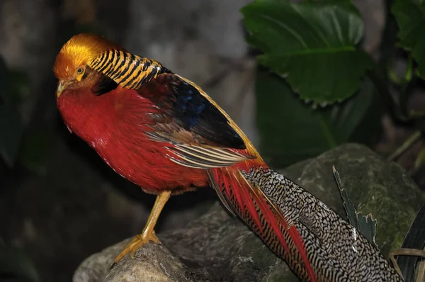 Elegante Uccello Pappagallo Colorato Sfondo Sfocato — Foto Stock