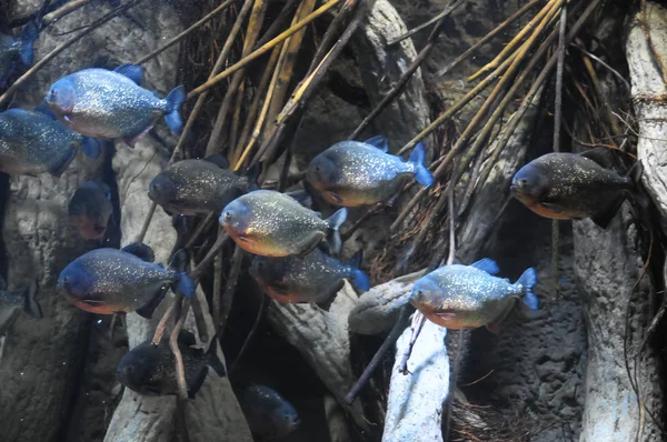 Peces Submarinos Acuario Tropical Azul —  Fotos de Stock