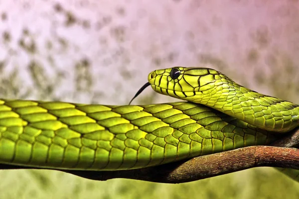 Mamba Dendroaspis Viridis Verde — Foto de Stock