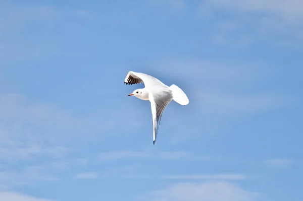 Seagull Blauwe Lucht Met Vleugels Spreiden Open — Stockfoto
