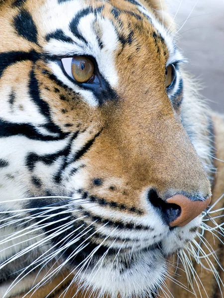 Retrato Cara Del Tigre — Foto de Stock