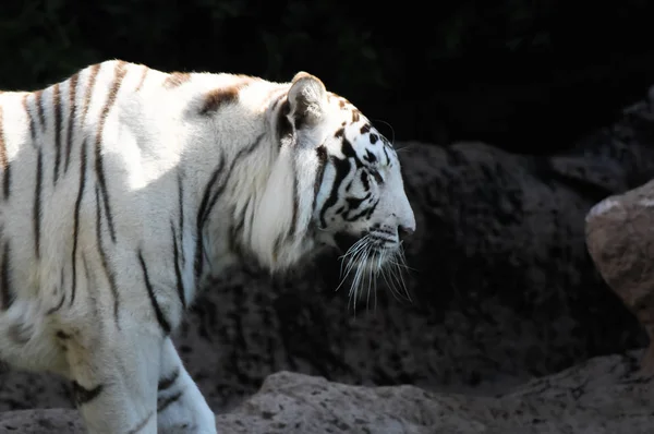 Tigre Adulto Listrado Preto Branco Raro — Fotografia de Stock