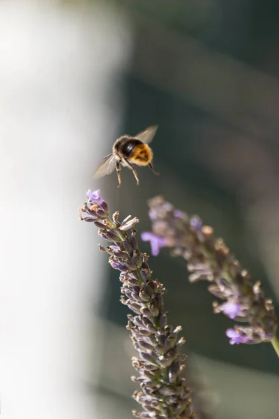 Abejorro Una Flor Lavanda Recoge Néctar — Foto de Stock