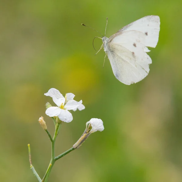 キャベツの花に蝶が蜜を集め — ストック写真