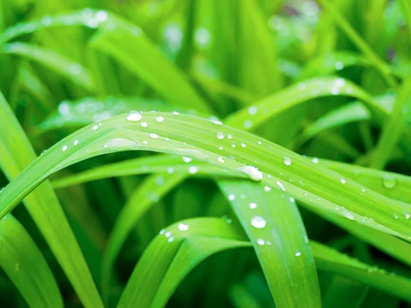 Zbliżenie Idealnych Kropel Wody Zielonych Liściach — Zdjęcie stockowe