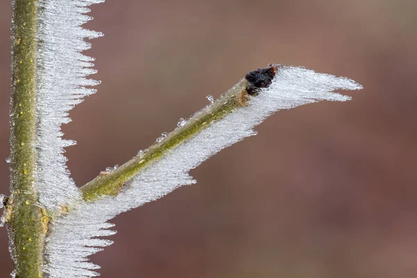 얼어붙은 식물들 — 스톡 사진