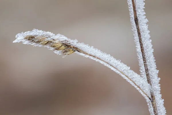 Vista Uma Cena Inverno — Fotografia de Stock