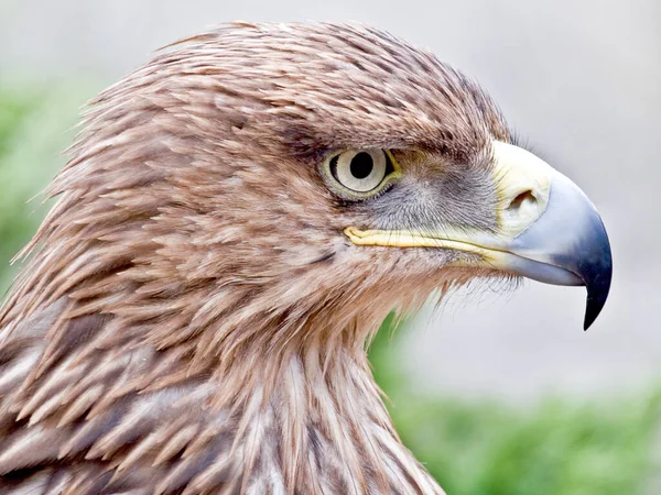 Portrait Eagle Hooked Beak — Stock Photo, Image